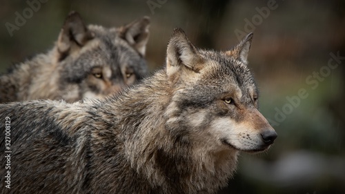 Les loup gris