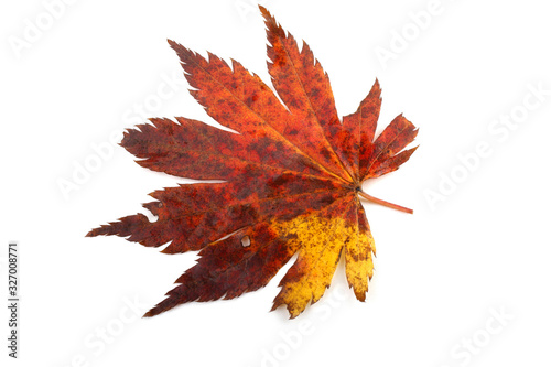 Autumn maple leaf