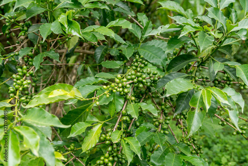 Immature green coffee cherries