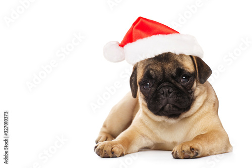 Pug  puppy in a Santa Claus hat © Natalia Chircova