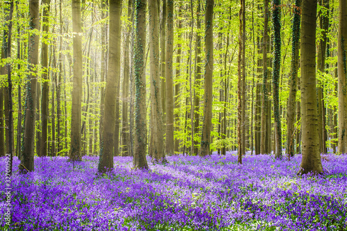 Halle forest during springtime, with bluebells carpet. Halle, Bruxelles district, Belgium photo
