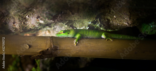 Gold dust day gecko Phelsuma laticauda lying on a banana tree branch. photo