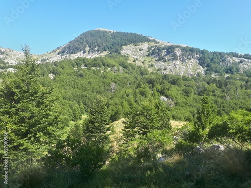 Mountains covered with dense green forest