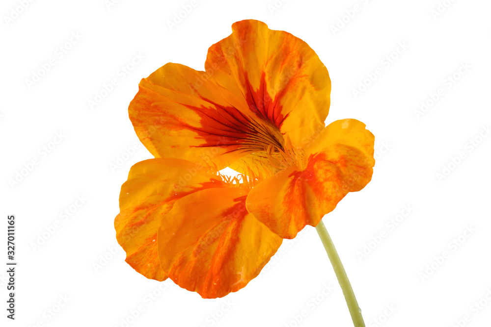 Naklejka premium Uprawa nasturcji na białym tle