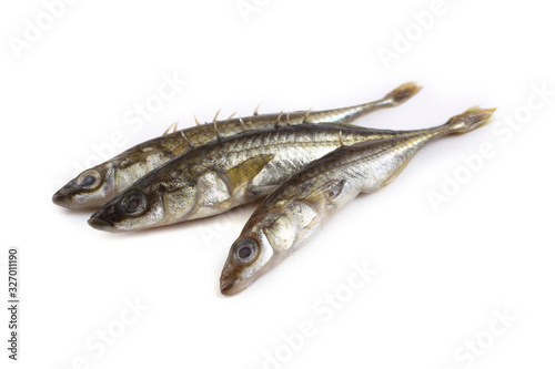 Stickleback fish isolated on white photo