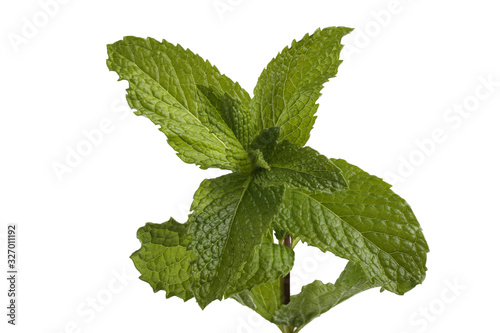 Growing mint isolated on white