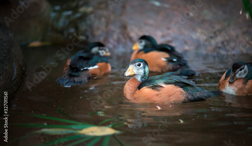 Maccoa duck Oxyura maccoa swims in a pond in spring. photo