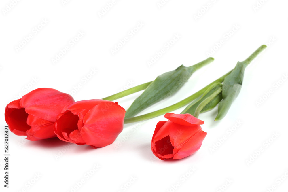 Tulips isolated on white Tulips isolated on white