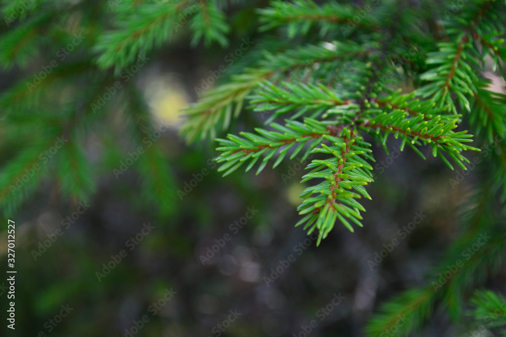 sprig of spruce on a green background sprig of spruce on a green background