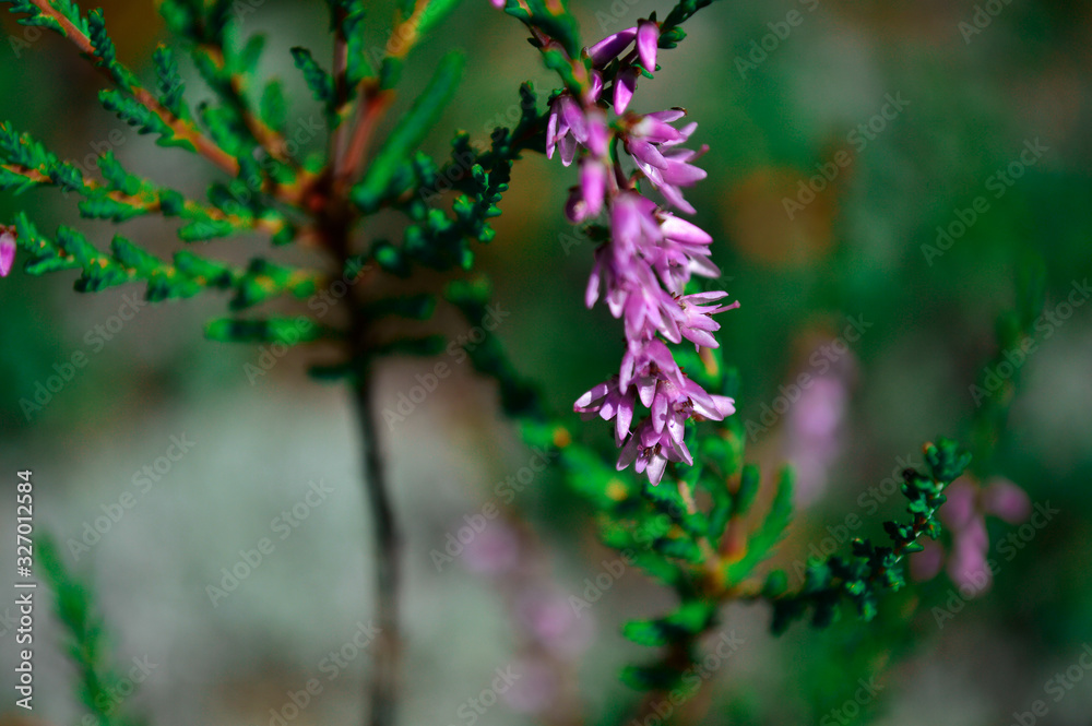 purple flowers in the forest purple flowers in the forest