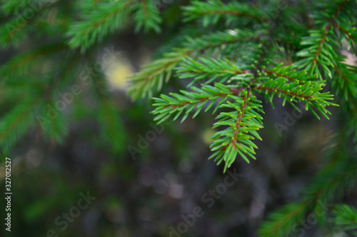 sprig of spruce on a green background