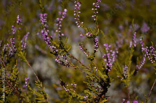 pink flowers in summer forest