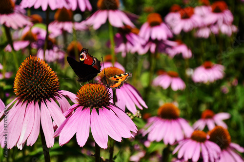 butterfly on a flower