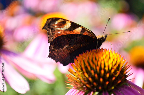 butterfly on a flower