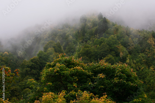 foggy morning in the forest