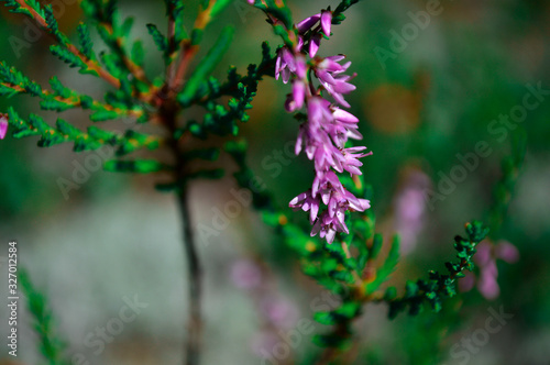 purple flowers in the forest