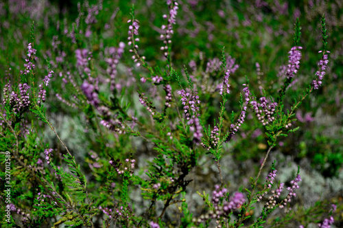 purple flowers in the forest