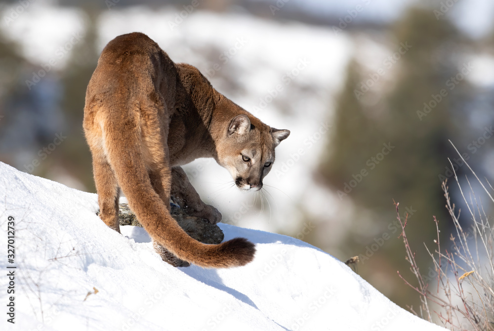 Cougar or Mountain lion (Puma concolor) walking in the winter snow Stock  Photo | Adobe Stock