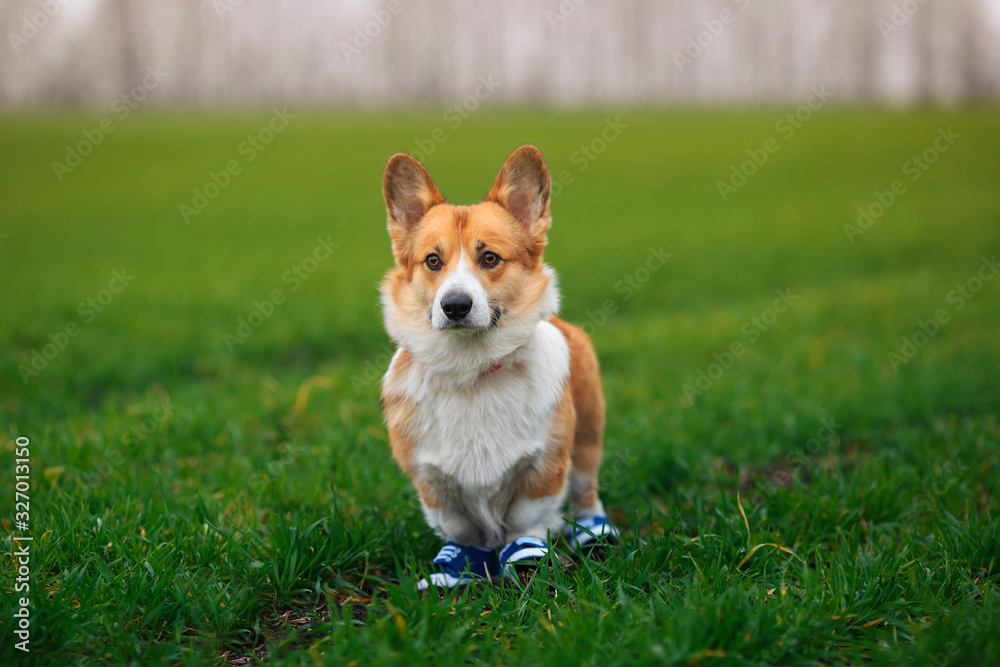 portrait of a cute red Corgi puppy walking in the Park blue sneakers in a spring Park on a morning jog portrait of a cute red Corgi puppy walking in the Park blue sneakers in a spring Park on a morning jog