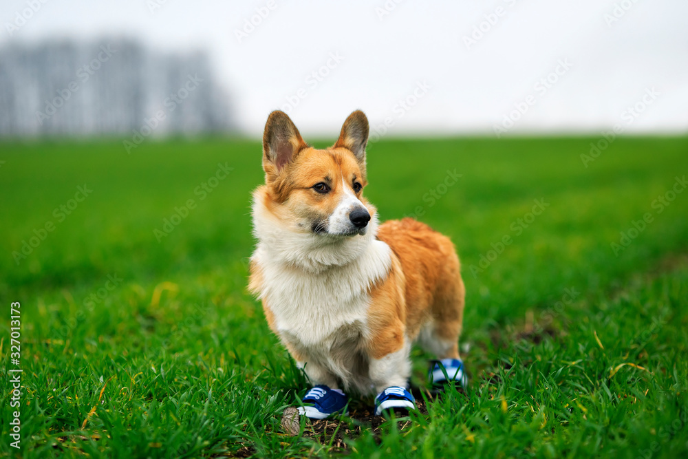 portrait of a cute red Corgi puppy standing in the garden. blue sneakers in the spring Park