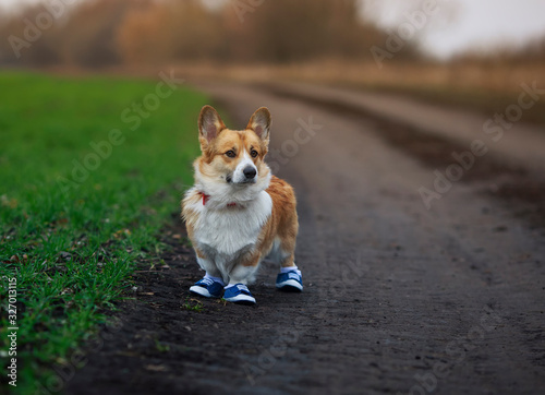 portrait of a cute red Corgi puppy walking in the Park blue sneakers in a spring Park on a morning jog