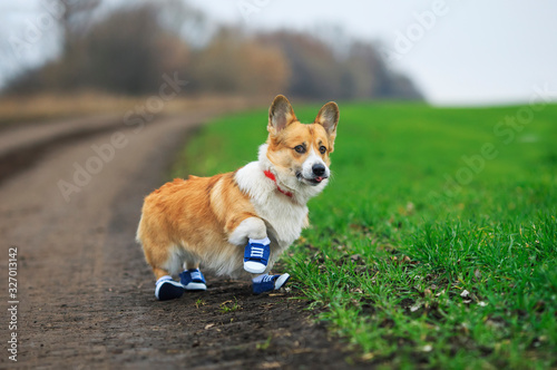 portrait of a cute red Corgi puppy walking in the Park blue sneakers in a spring Park on a morning jog
