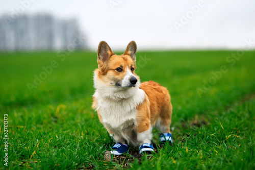 portrait of a cute red Corgi puppy standing in the garden. blue sneakers in the spring Park