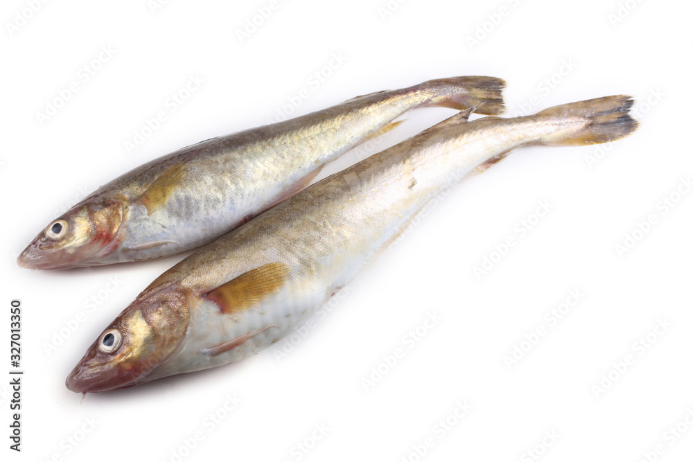 Saffron cod isolated on white Saffron cod isolated on white