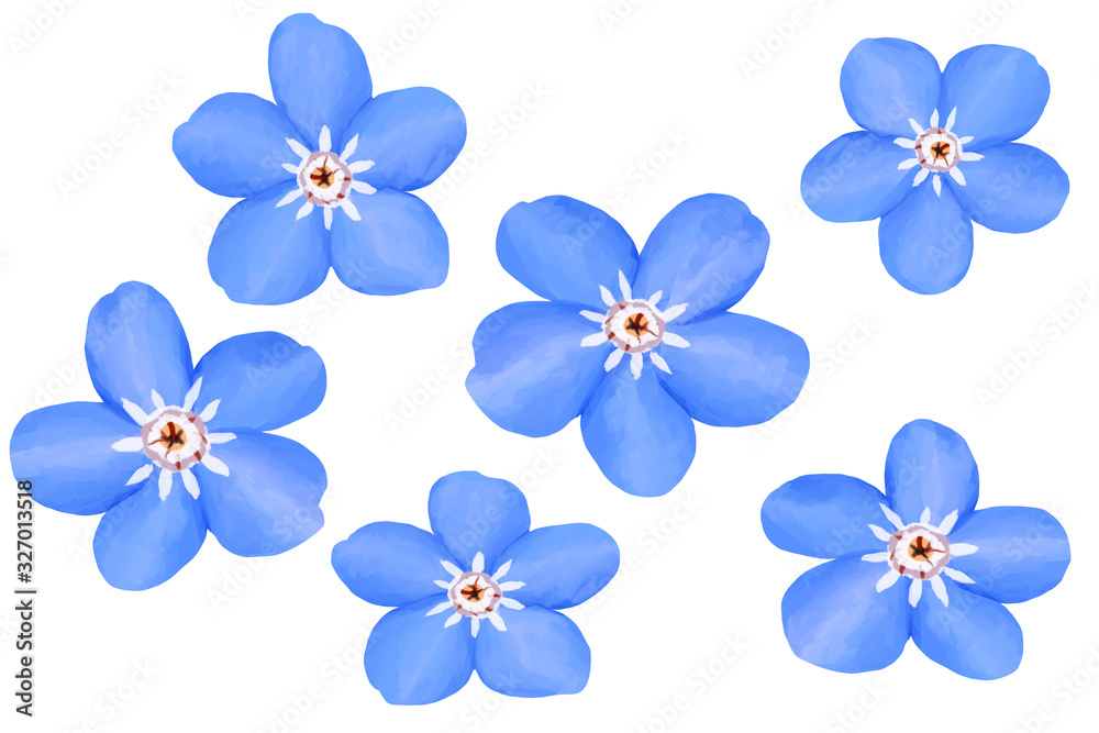 Drawn myosotis blue flowers. Clip art on white background Drawn myosotis blue flowers. Clip art on white background