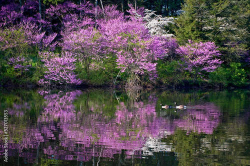   A pair of canada geese swim through the reflections of the redbud trees along the shore of a secluded lake.