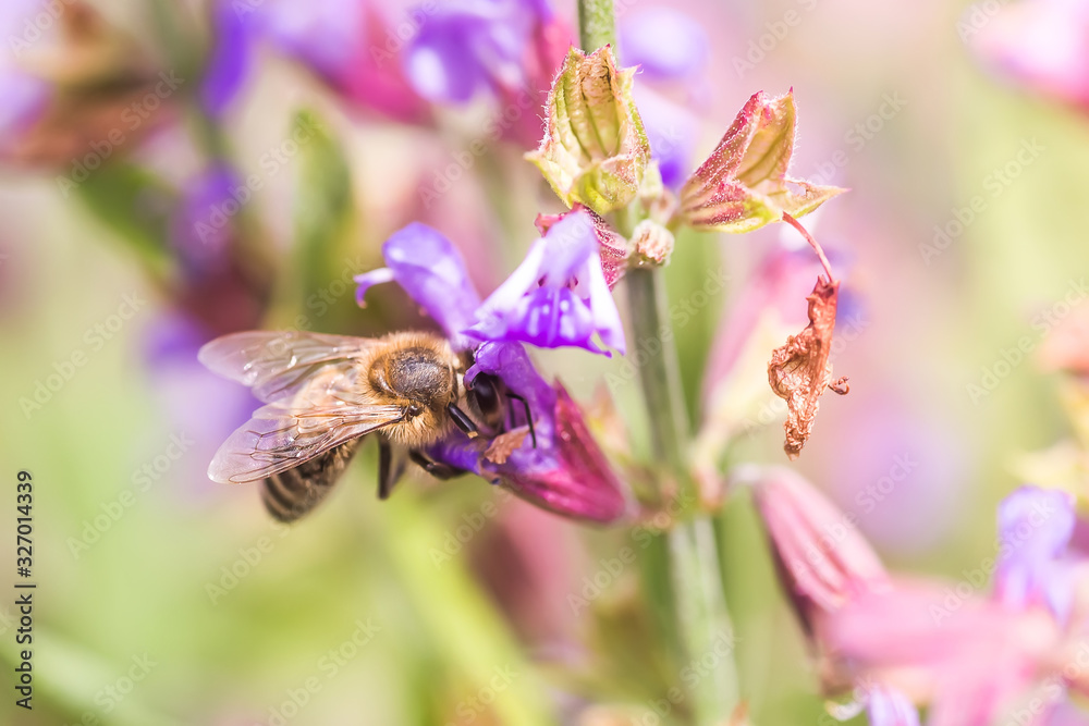 bee collects nectar Salvia pratensis, meadow clary or meadow sage purple flowers. Collection of herbs. Medicines from medicinal plants. concept Medicine bee collects nectar Salvia pratensis, meadow clary or meadow sage purple flowers. Collection of herbs. Medicines from medicinal plants. concept Medicine