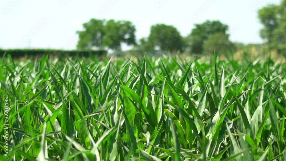 Closeup slow motion of green organic cornfield in a farm house. Agricultural food and cultivation concept. Food. Cine lens. Closeup slow motion of green organic cornfield in a farm house. Agricultural food and cultivation concept. Food. Cine lens.