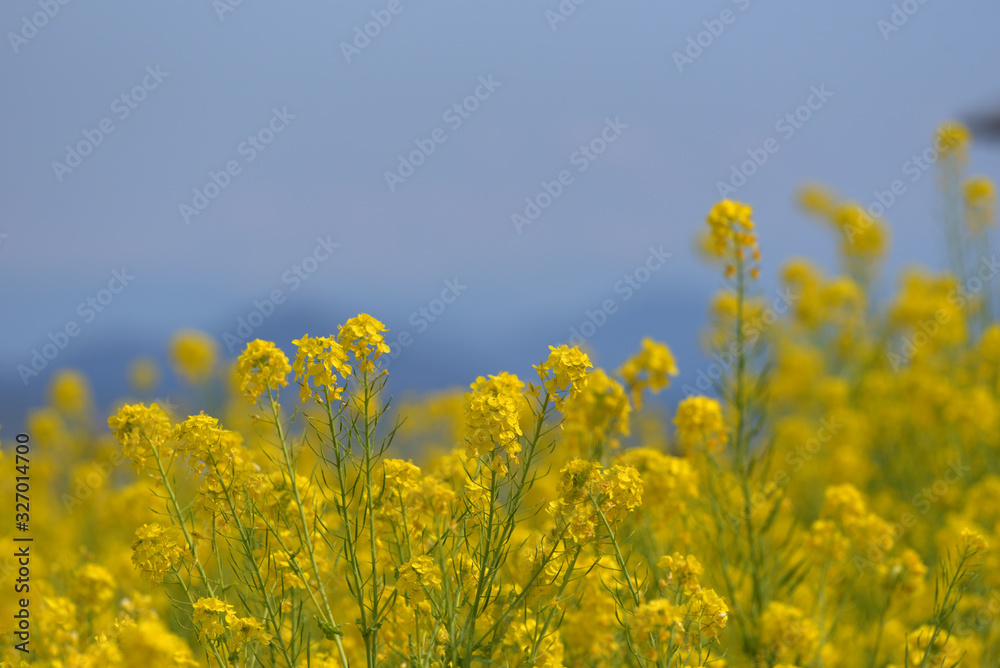 Obraz premium Rapeseed field, Blooming canola flowers