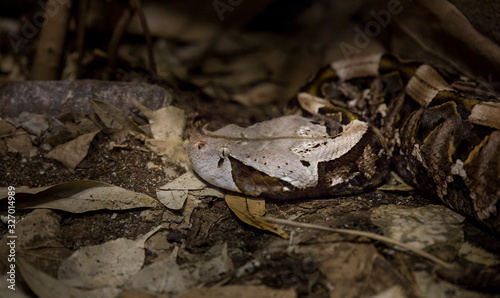 Large gaboon Bitis gabonica rhinoceros lies and lurks for food in the leaves, hunts and her camouflage is great photo