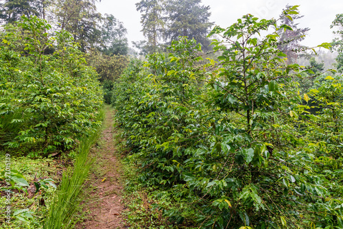 Coffee plants in Ethiopia