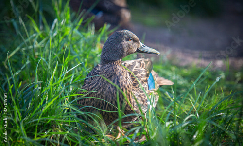 Berniers teal, Anas bernieri resting in grass, duck