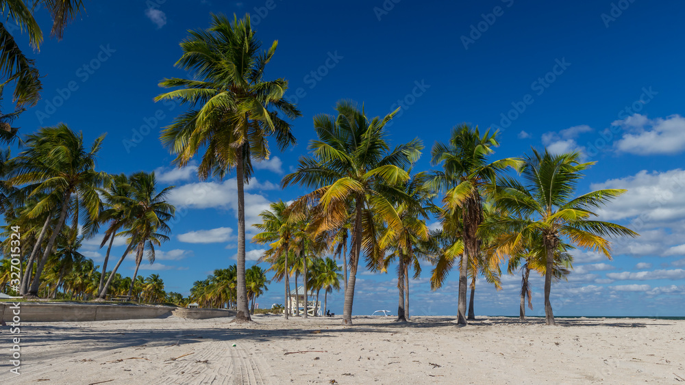 Palm trees on the Key Biscayne Beach in Florida