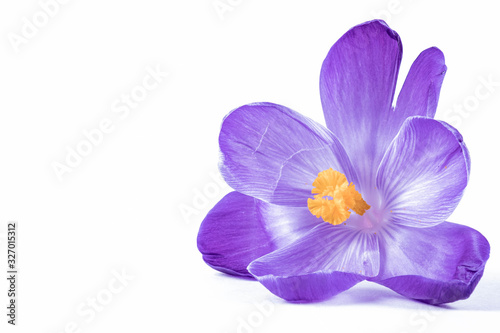 crocus flower has blossomed and lies