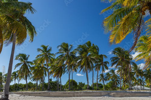 Palm trees on the Key Biscayne Beach in Florida