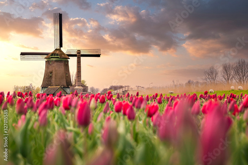 Tulips fields and windmill near Lisse, Netherlands. photo