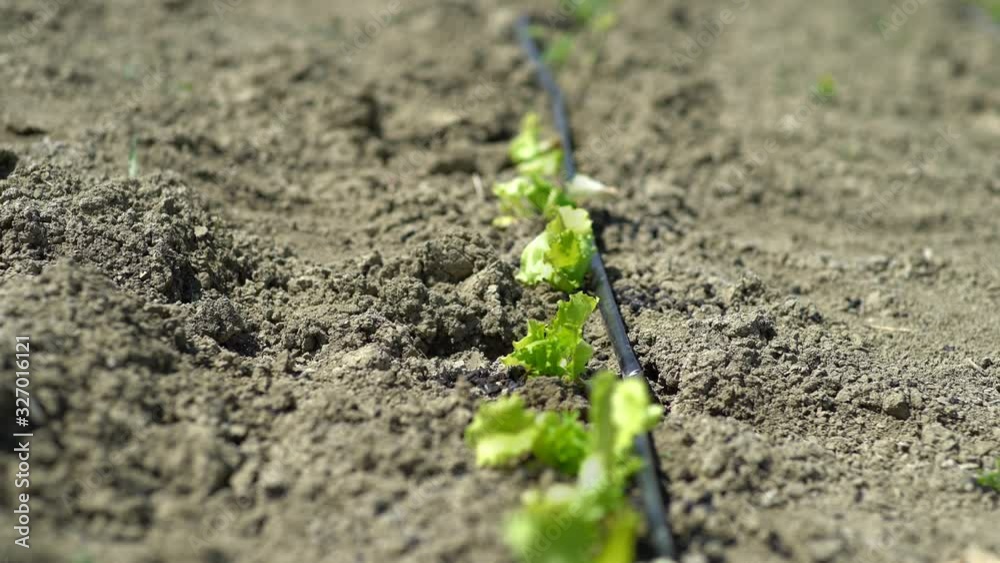 Little organic seedlings planted in the soil of a vegetable garden or a field. Salad endive lettuce and zucchini plants with a drip irrigation tube in a plantation. Close up. Little organic seedlings planted in the soil of a vegetable garden or a field. Salad endive lettuce and zucchini plants with a drip irrigation tube in a plantation. Close up.