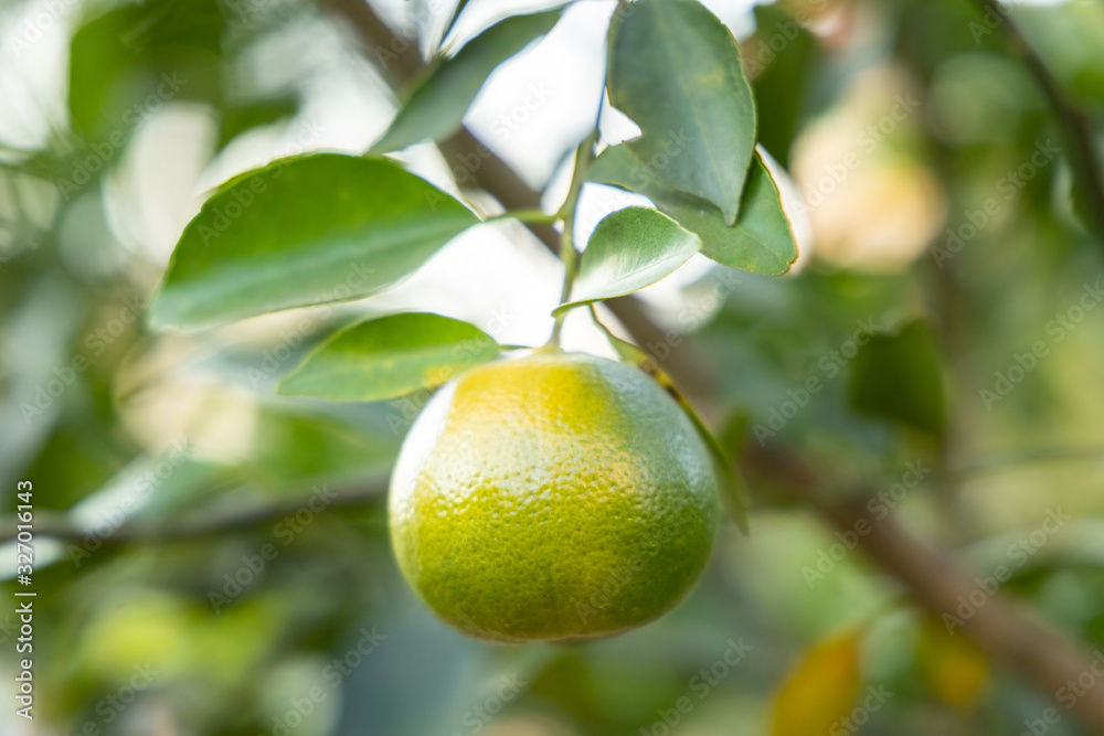 Tangerine on the tree in the garden.