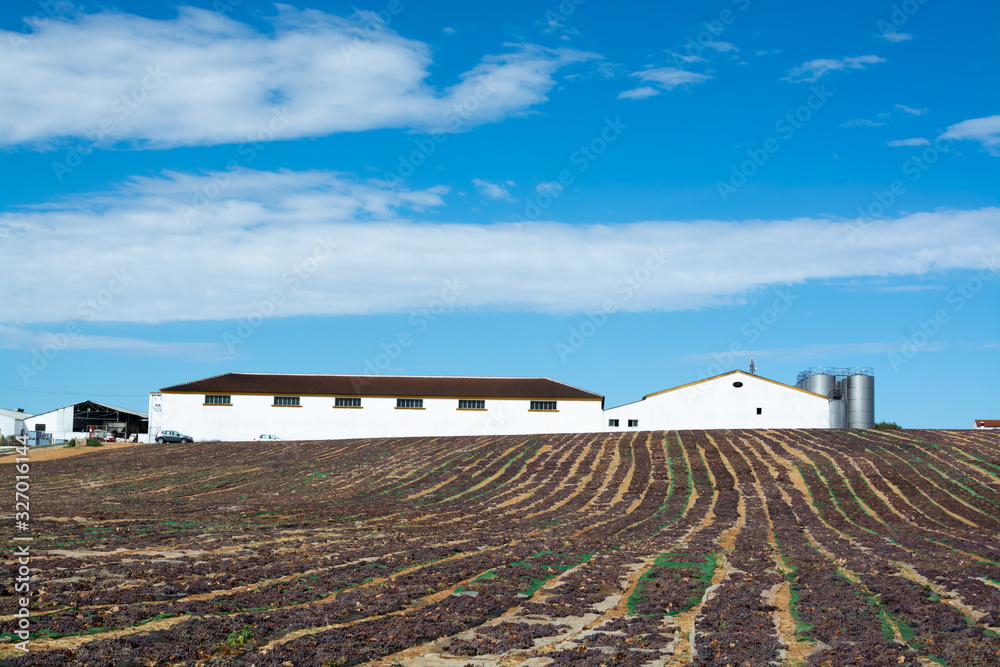 Drying of sweet wine pedro ximenez grapes under hot sun in Montilla-Moriles wine region, Andalusia, Spain Drying of sweet wine pedro ximenez grapes under hot sun in Montilla-Moriles wine region, Andalusia, Spain