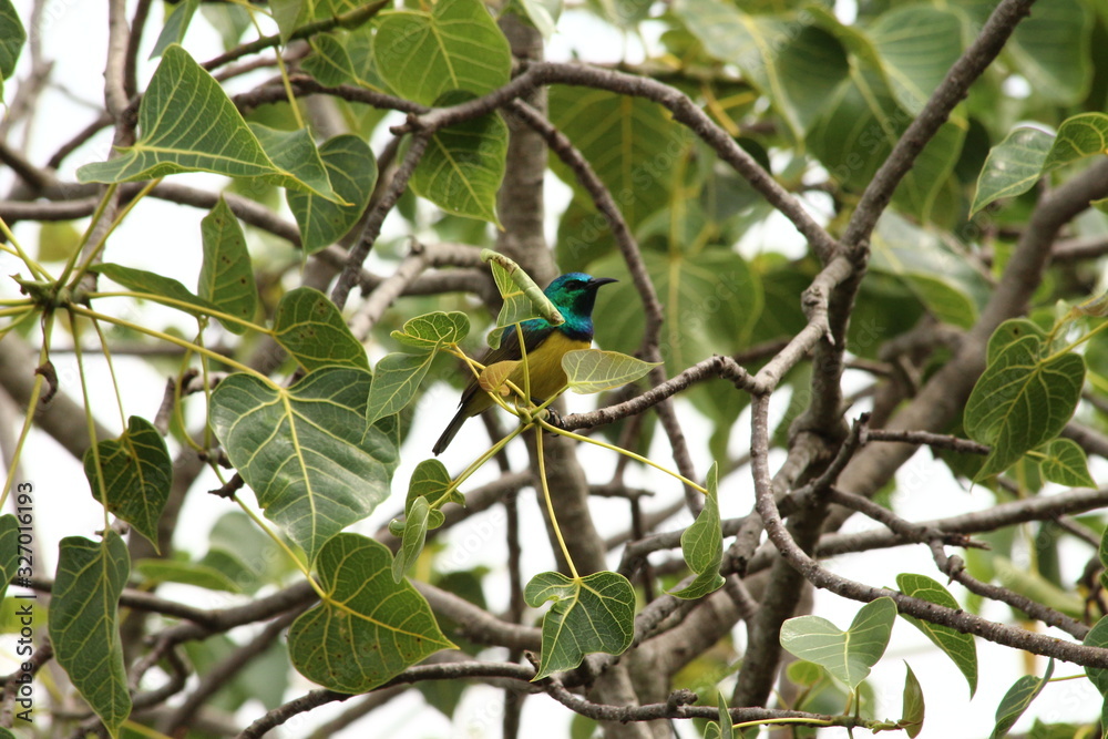 Fototapeta premium A collared Sunbird in Tanzania