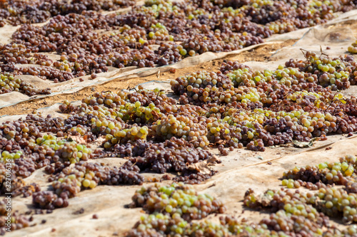 Drying of sweet wine pedro ximenez grapes under hot sun in Montilla-Moriles wine region, Andalusia, Spain photo