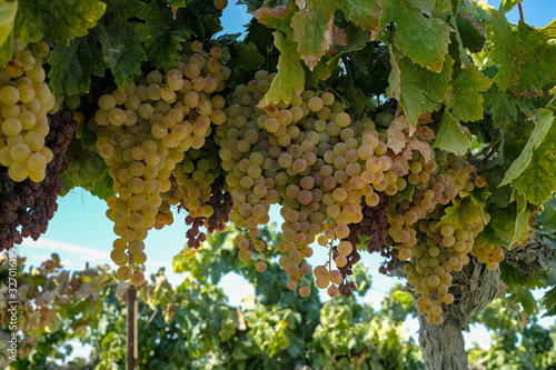 Ripe white grape growing in vineyard in Andalusia, Spain, sweet pedro ximenez or muscat, or palomino grape ready to harvest, used for production of jerez, sherry sweet and dry wines photo