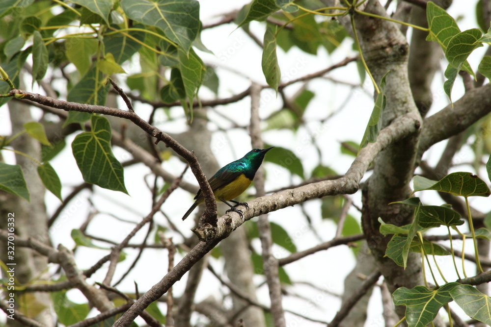 Naklejka premium A collared Sunbird in Tanzania