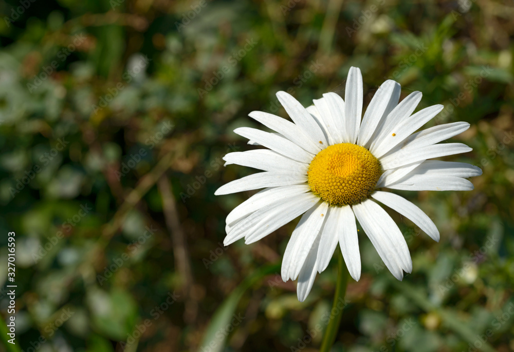 Fototapeta premium Bright chamomile flower on green natural background.