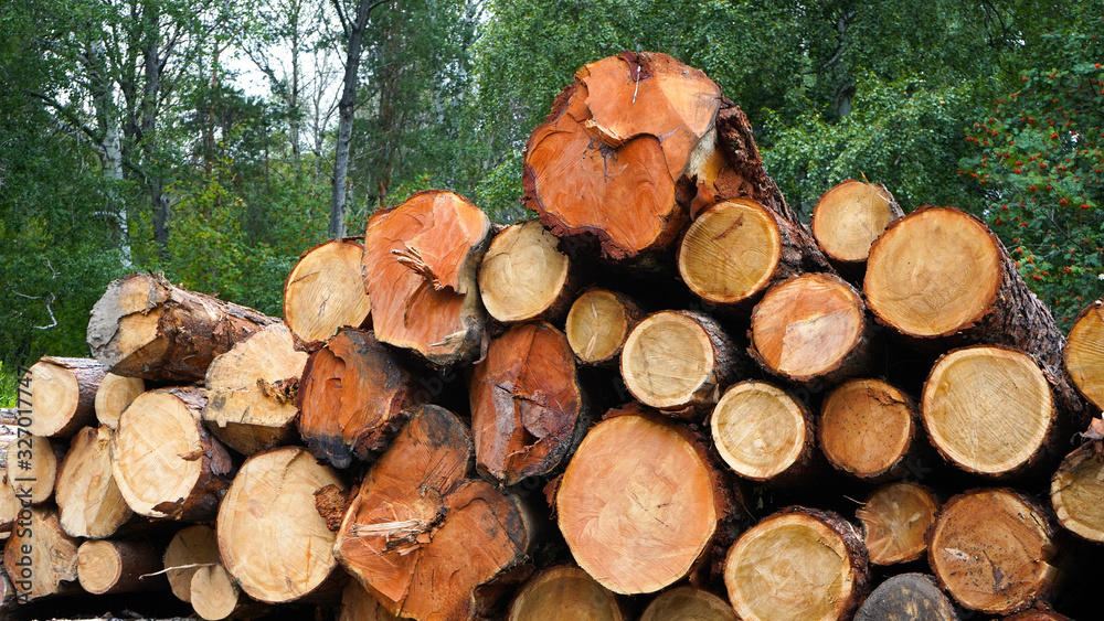 Pine logs, cut down by logging against the background of the forest