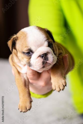 Fototapeta Naklejka Na Ścianę i Meble -  Small, little english bulldog puppy, baby, newborn in woman hand